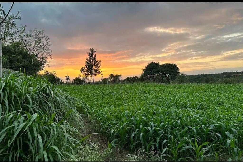 Sattva Farmstay Bangalore Ngoại thất bức ảnh